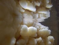 Underwater macro - Copy.JPG