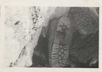 32. Unknown Squeeze.jpg