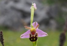 Bee orchid copy.jpg