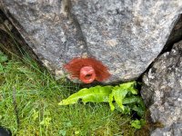 IMG_1587.jpeg