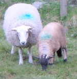 Sheep.jpg