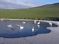 LR Swans.jpg