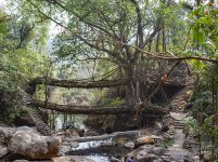 Root bridge.jpg