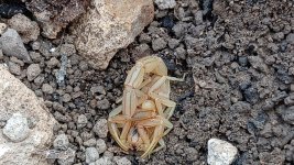 Scorpionlanguedociens.jpg