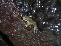 frogshaft_frog.jpg