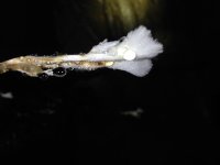 IMG_0544.JPG