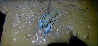 blue lobster.jpg