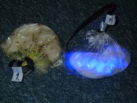 Detectors_-ve&+ve.JPG