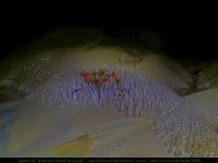 Rigotte27ex_07-2020 (44).JPG