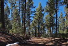 Forest path Tenerife copy.jpg