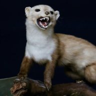 sneezinweasel