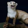 sneezinweasel