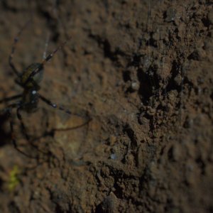 Meta menardi and its tripwire