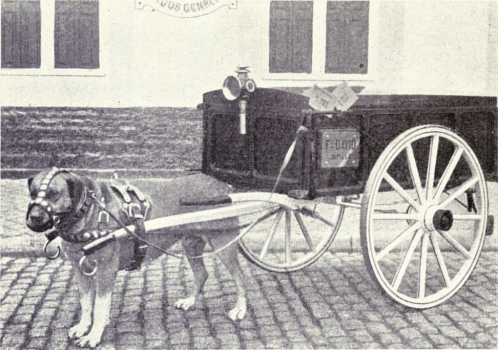 1024px-Draught_Dog_from_1915.jpg
