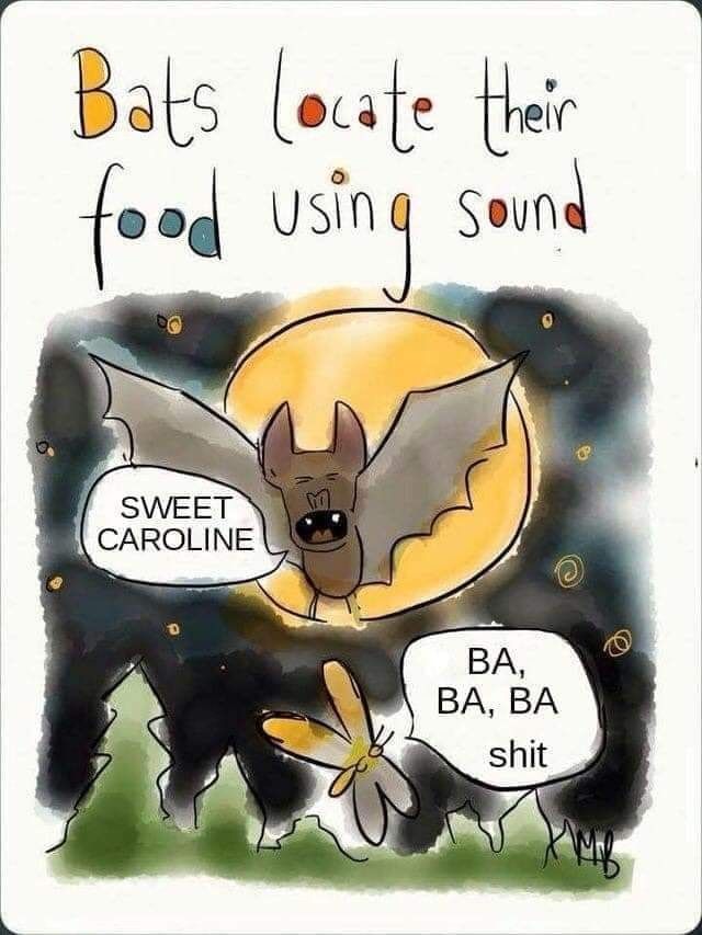 bat.jpg